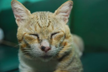 Kanepede uyuyan evcil kediyi kapat.