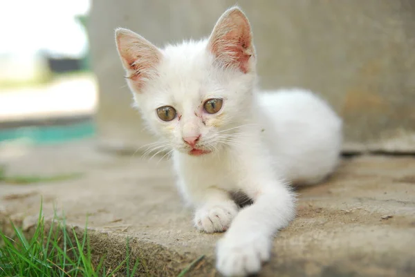 Kucing Lucu Jalan — Stok Foto