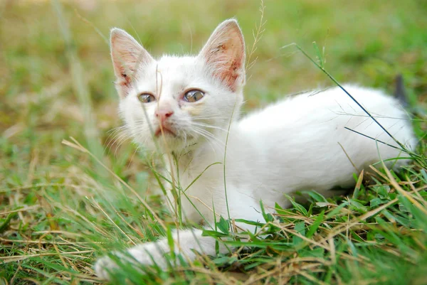 Gato Branco Grama — Fotografia de Stock