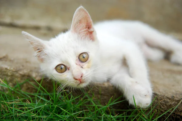 Bílá Kočka Trávě — Stock fotografie