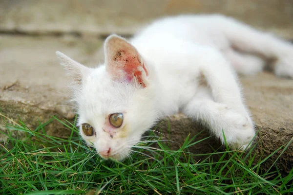 Gato Branco Grama — Fotografia de Stock
