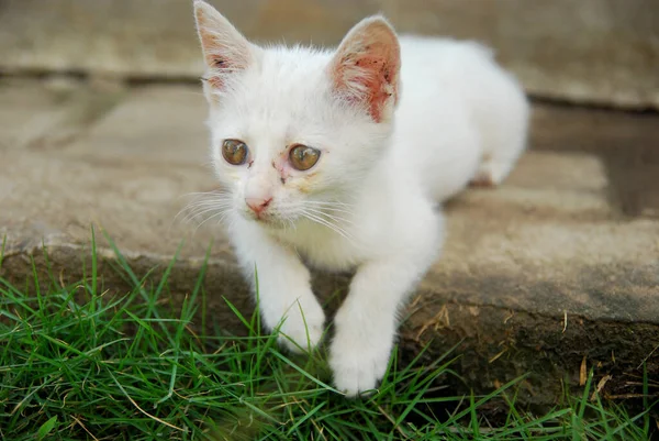 Seekor Kucing Rumput — Stok Foto