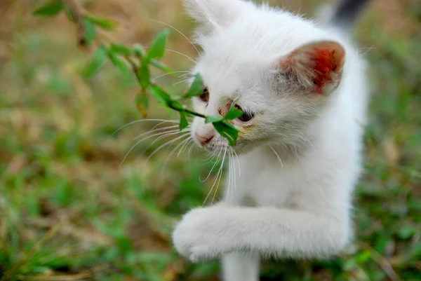 Білий Кіт Саду — стокове фото
