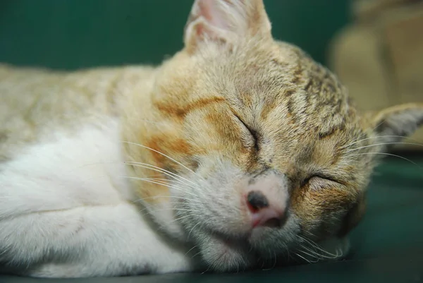 Close Domestic Cat Sleeping Sofa — Stock Photo, Image