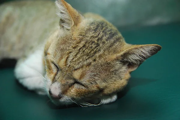 Fechar Gato Doméstico Dormindo Sofá — Fotografia de Stock