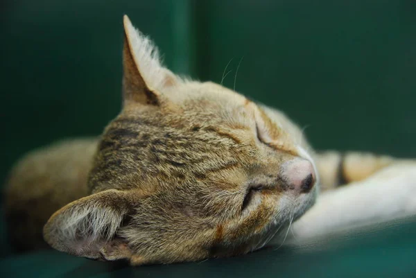 Fechar Gato Doméstico Dormindo Sofá — Fotografia de Stock