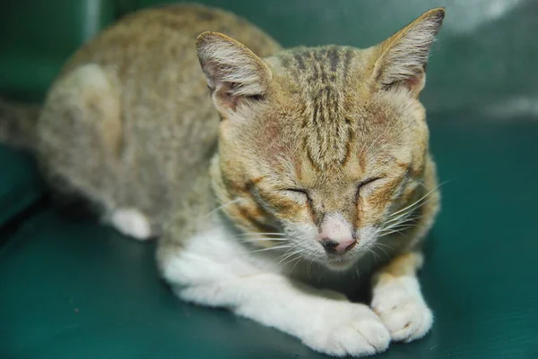 Fechar Gato Doméstico Dormindo Sofá — Fotografia de Stock