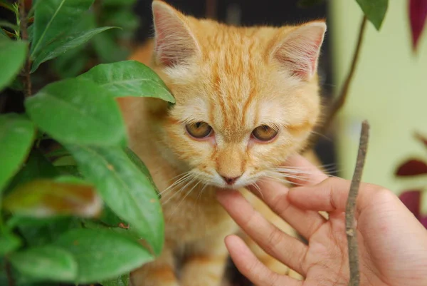 red cat in the hands of a kitten