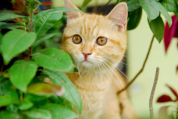 Közelről Hazai Macska Mögött Zöld Levelek — Stock Fotó