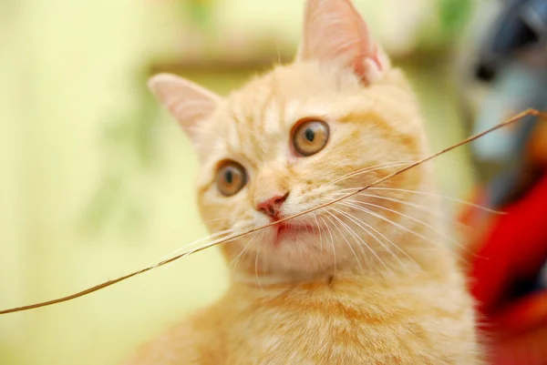 Close Domestic Cat Playing Bed — Stock Photo, Image