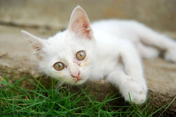 Gato Branco Grama Fotos De Bancos De Imagens Sem Royalties