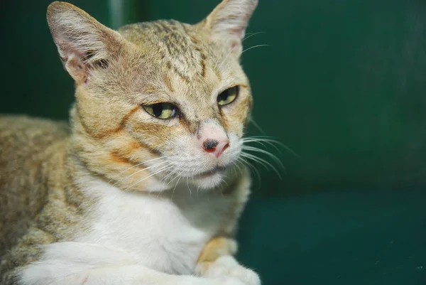 Retrato Gato Bonito Fotos De Bancos De Imagens