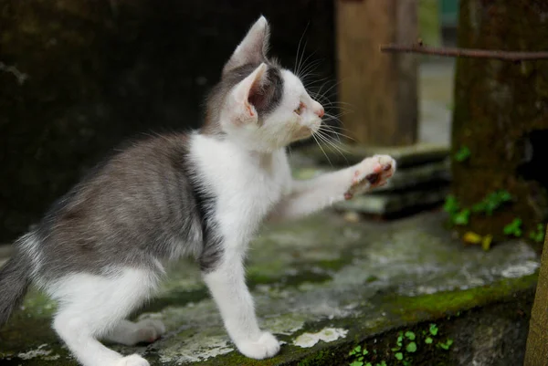 Close Pequeno Gatinho Brincalhão Rua — Fotografia de Stock