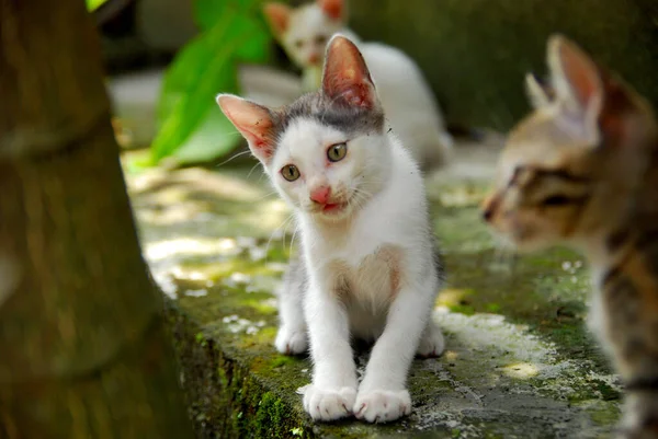 Gatinhos Pequenos Bonitos Livre Folhas Planta — Fotografia de Stock