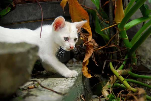 かわいい遊び心のある子猫屋外の植物の葉 — ストック写真