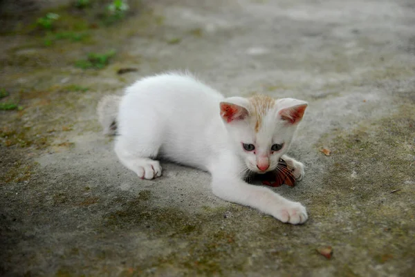 Close Pequeno Gatinho Brincalhão Rua Imagens De Bancos De Imagens