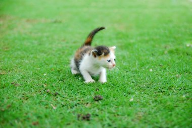 Yeşil çimlerde oynayan ev kedilerini kapatın.