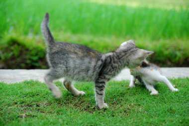 Playing little cute kittens