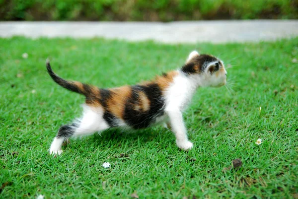 Menutup Kucing Domestik Bermain Rumput Hijau — Stok Foto