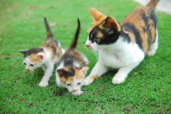 Gato Com Seus Filhotes — Fotografia de Stock