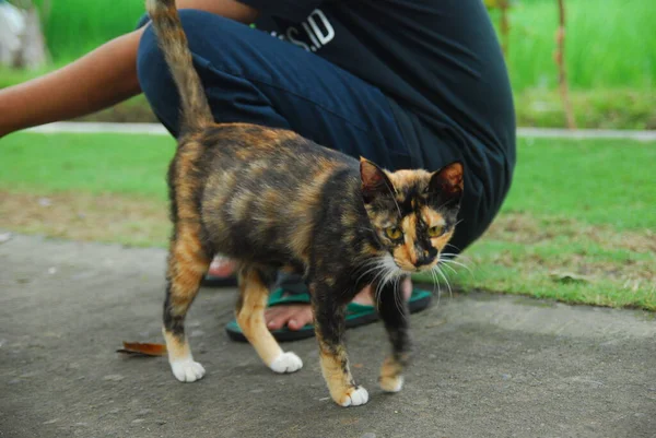 Tiro Cortado Sentado Homem Gato Andando Perto — Fotografia de Stock