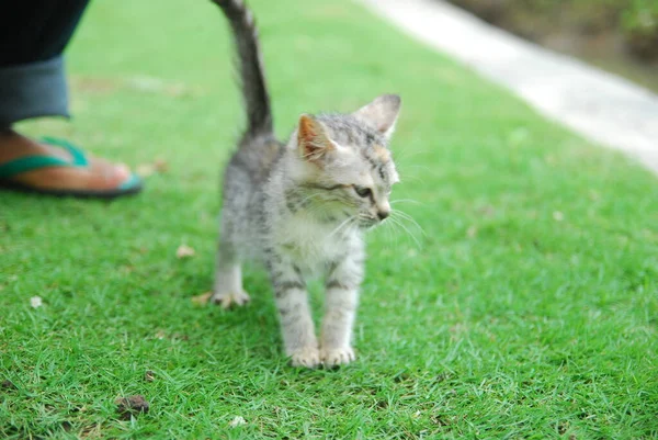 国内の子猫が緑の草の上で — ストック写真