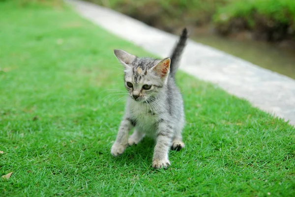 国内の子猫が緑の草の上で — ストック写真