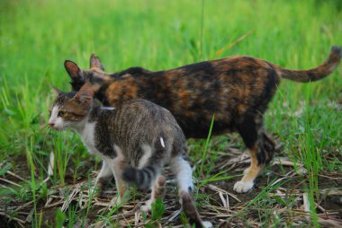 Playing little cute kittens