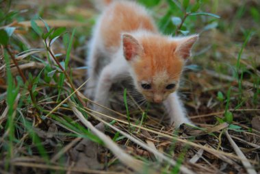 Yeşil çimlerde oynayan ev kedilerini kapatın.