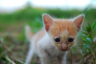 Yeşil çimlerde oynayan ev kedilerini kapatın.