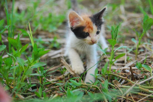 Yeşil Çimlerde Oynayan Kedilerini Kapatın — Stok fotoğraf