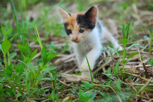 Закрывайте Домашних Котят Играющих Зеленой Траве — стоковое фото