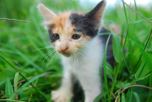 国内の子猫が緑の草の上で — ストック写真
