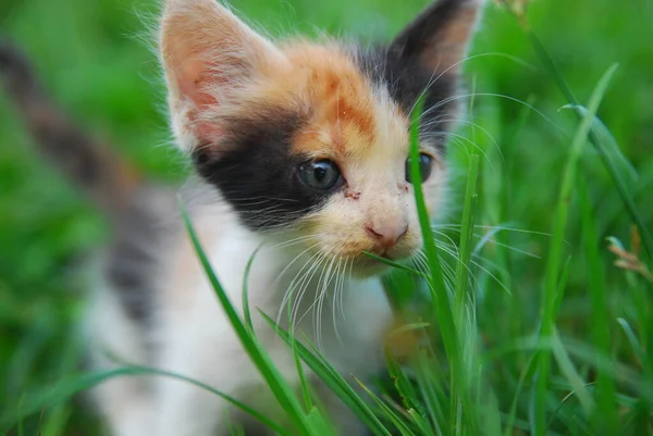 Крупним Планом Домашні Кошенята Грають Зеленій Траві — стокове фото