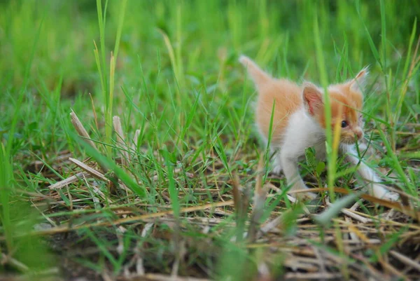 Крупним Планом Домашні Кошенята Грають Зеленій Траві — стокове фото