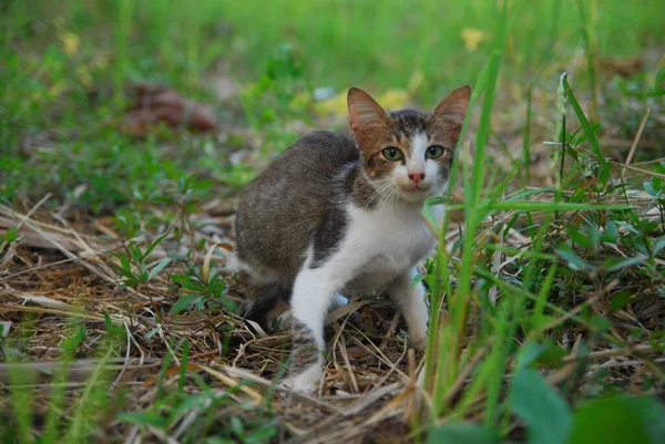 Close Cat Green Grass — стоковое фото