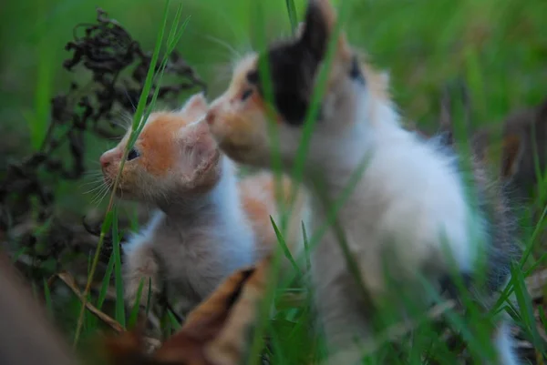 Close Binnenlandse Kittens Spelen Groen Gras — Stockfoto