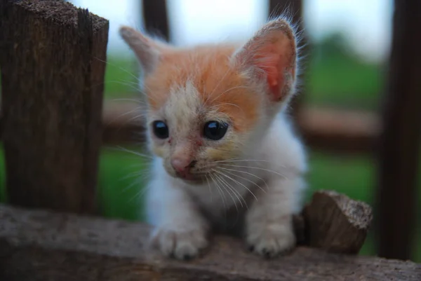 Menutup Kucing Domestik Bermain Rumput Hijau — Stok Foto