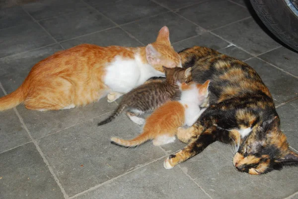 Kittens Drinking Milk Mother Cat — Stock Fotó