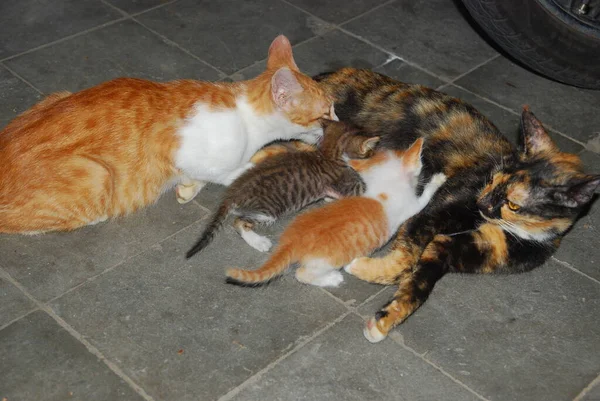 Gatinhos Bebendo Leite Sua Mãe Gato — Fotografia de Stock