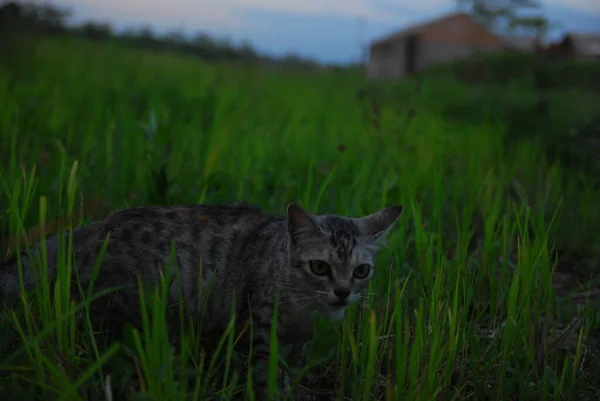 Gri Kedi Yeşil Çimen — Stok fotoğraf