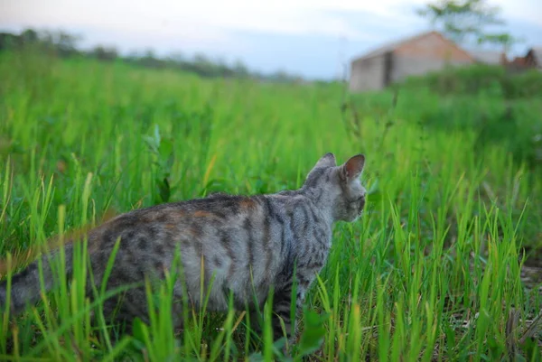 Gri Kedi Yeşil Çimen — Stok fotoğraf