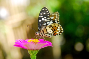 Güzel bir çiçek bahçesindeki pembe zinnia çiçeklerine tünemiş kelebeklerin yakınına.