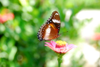 Güzel bir çiçek bahçesindeki pembe zinnia çiçeklerine tünemiş kelebeklerin yakınına.