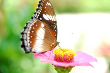 Güzel bir çiçek bahçesindeki pembe zinnia çiçeklerine tünemiş kelebeklerin yakınına.