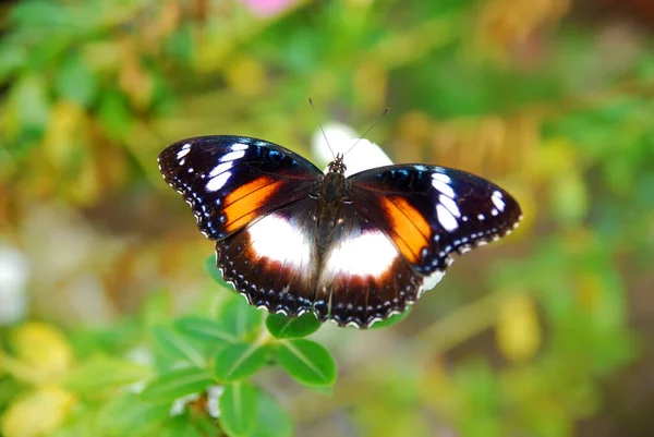 Primer Plano Mariposas Encaramadas Una Hermosa Flor Jardín — Foto de Stock