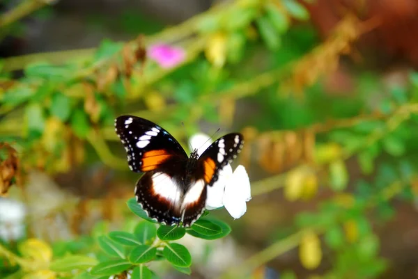 Primer Plano Mariposas Encaramadas Una Hermosa Flor Jardín — Foto de Stock