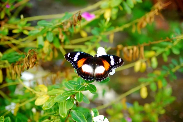 Close Butterflies Perched Beautiful Flower Garden — Stock Photo, Image