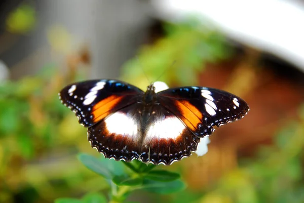 Close Butterflies Perched Beautiful Flower Garden — Stock Photo, Image