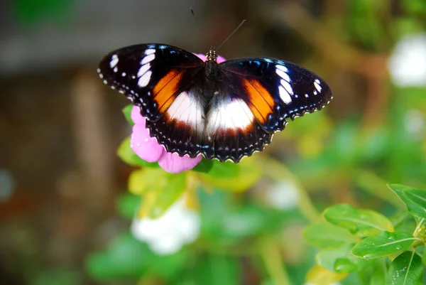 Close Butterflies Perched Beautiful Flower Garden — Stock Photo, Image